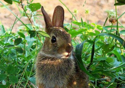 Descrierea de iepure în natură, fotografie