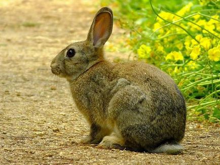 Дикий кролик в природі опис, фото
