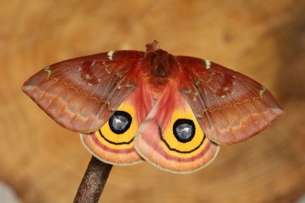 До і після 19 незвичайних перетворень гусениць в прекрасних метеликів і метеликів