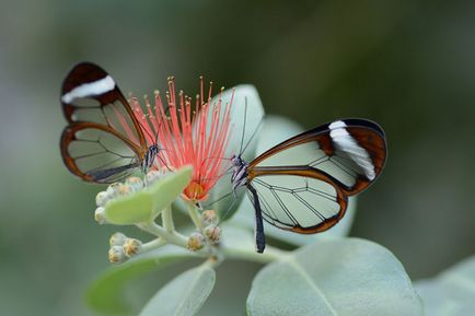 До і після 19 незвичайних перетворень гусениць в прекрасних метеликів і метеликів