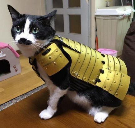 Armura pentru pisici și pisici