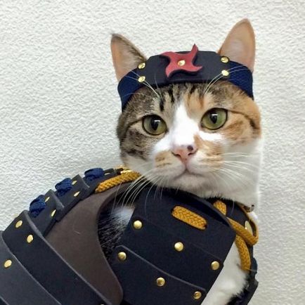 Armura pentru pisici și câini de la compania japoneză samurai (13 fotografii)