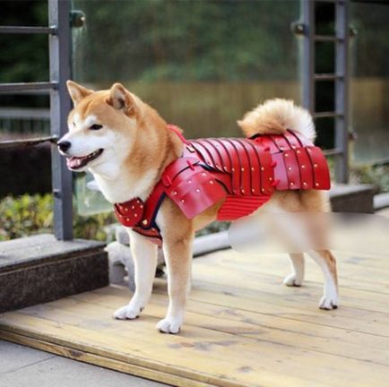 Armor kutyák és a macskák a japán szamuráj korú (13 fotó)