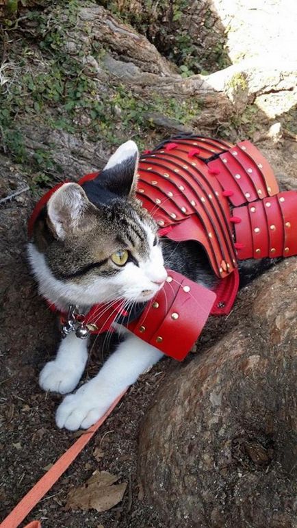 Armor kutyák és a macskák a japán szamuráj korú (13 fotó)