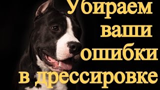 Дресирування собак в Мурманську 5 пропозицій, ціна, школа дресирування собак, дресирування мисливських