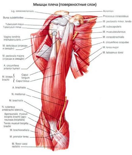 Biceps biceps (biceps umăr), este competent în ceea ce privește sănătatea pe ilive