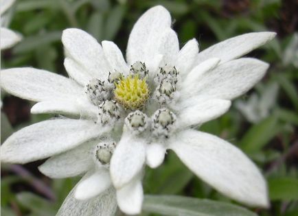 Edelweiss fotografie alpină