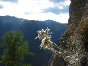 Edelweiss fotografie alpină
