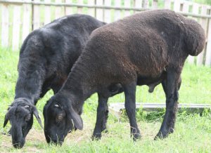 Едільбаєвськая порода овець продуктивність і перспективи змісту - cельхозпортал