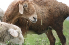 Caracteristicile rasei de oi Edilbaevskaya, reproducerea și descrierea cu fotografie