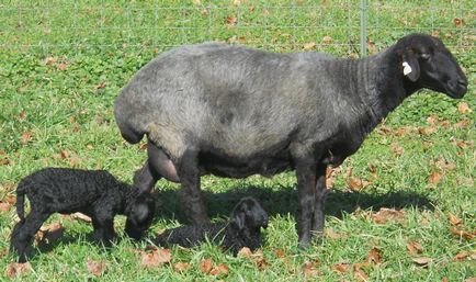Едільбаєвськая порода овець характеристика, розведення і опис з фото