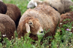 Едільбаєвськая порода овець характеристика, розведення і опис з фото