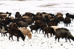 Caracteristicile rasei de oi Edilbaevskaya, reproducerea și descrierea cu fotografie