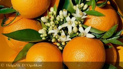 Ефірна олія апельсина солодкого співак' - відгук екоблогера helgaalt