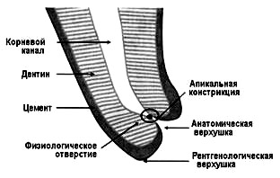 Endodonția - anatomia canalului rădăcină