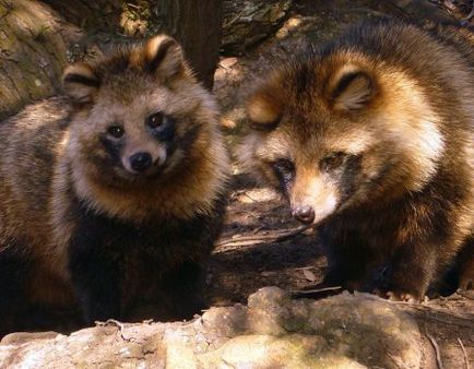 Câine de raton în suburbii