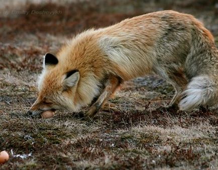 Raccoon куче в предградията