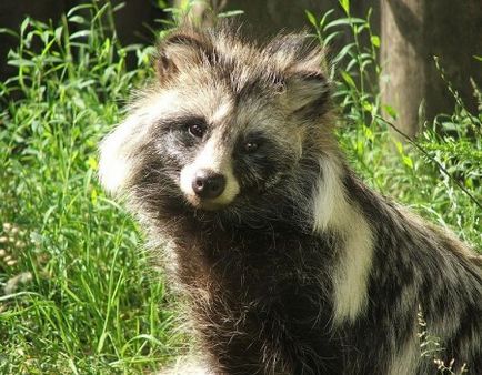 Câine de raton în suburbii