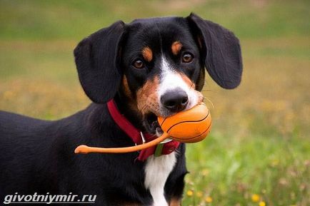 Entlebucher kutya