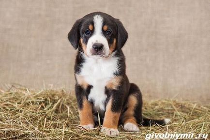 Entlebucher kutya