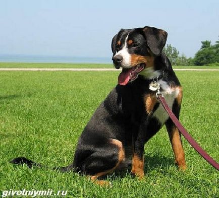 Entlebucher kutya