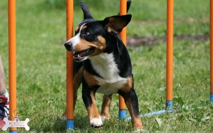 Entlebucher câine de munte (Entlebugher)