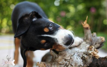 Entlebucher câine de munte (Entlebugher)