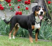 Entlebucher Mountain Dog foto, descrierea rasei, îngrijire