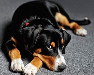 Entlebucher sennenhund fotografii de pui, descrierea rasei de câini, recenzii, prețuri