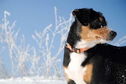 Entlebucher sennenhund fotografii de pui, descrierea rasei de câini, recenzii, prețuri