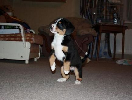 Entlebucher sennenhund fotografii de pui, descrierea rasei de câini, recenzii, prețuri