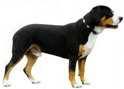 Entlebucher sennenhund fotografii de pui, descrierea rasei de câini, recenzii, prețuri