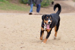 Entlebucher breeder descriere, preț și fotografie