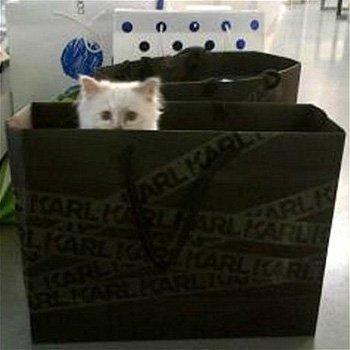 Ez a macska világ érdekes tényeket Karl Lagerfeld macskája, suttogó (kék kék kék kék) Ez a macska világ érdekes tényeket Karl Lagerfeld macskája, suttogó