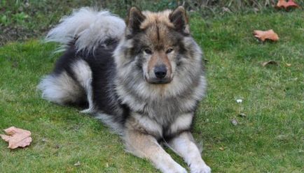 Eurasier fotó, leírás, kutyafajta, jellemző (fotók) eurasier fotó, kutya fajta leírását, jellemzőit