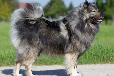 Eurasier fotó kutyafajták, jellegét és legfontosabb jellemzőit