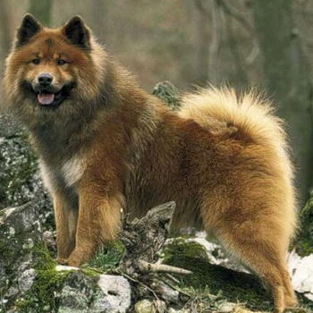 Eurasier fotó kutyafajták, jellegét és legfontosabb jellemzőit