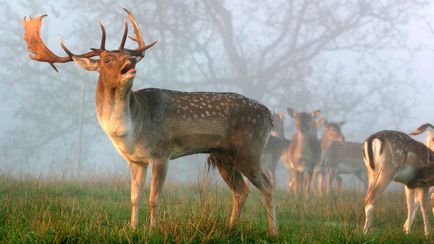 Cerbul european - cerb de pădure