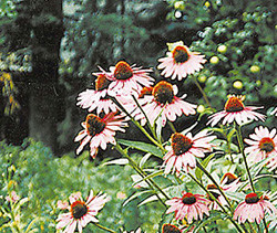 Echinacea cultivarea, îngrijirea, beneficiile și utilizarea Echinacea