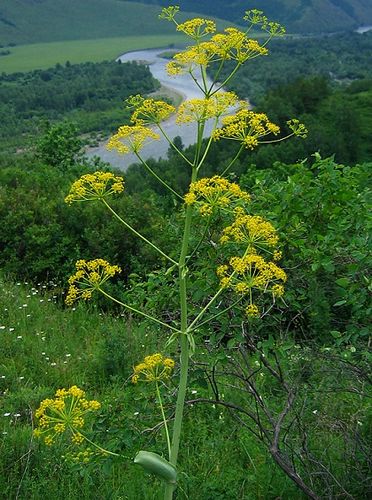 Ferula Dzhungar proprietăți de vindecare отзывы