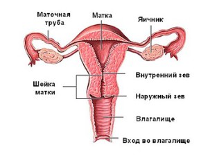 Mióma tünetei és népi jogorvoslati kezelés mióma