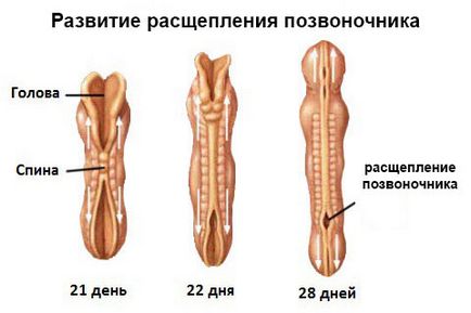 Acidul folic (vitamina B9), dozele și efectele secundare