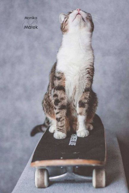 Fényképek a macskák menedékhelyek Monica Malek ismertet egy csoda macska