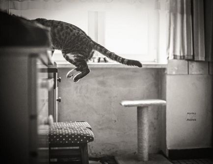 Фото кішок з притулків моника мальок розкриває диво кішки