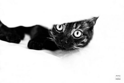 Фото кішок з притулків моника мальок розкриває диво кішки