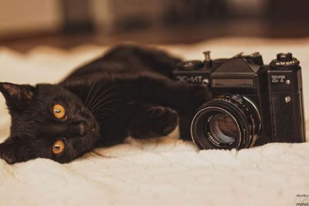 Fotografia pisicilor din adăposturi Monica Malek dezvăluie miracolul unei pisici