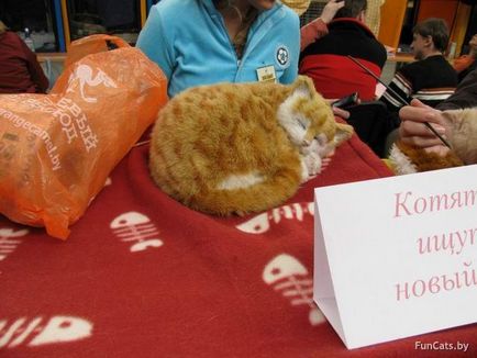 Reportaj foto de la Expoziția internațională de pisici din Minsk