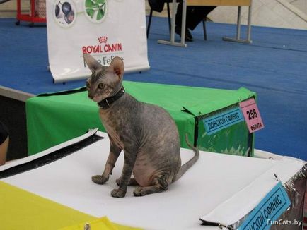 Фоторепортаж з міжнародної виставки кішок в Мінську