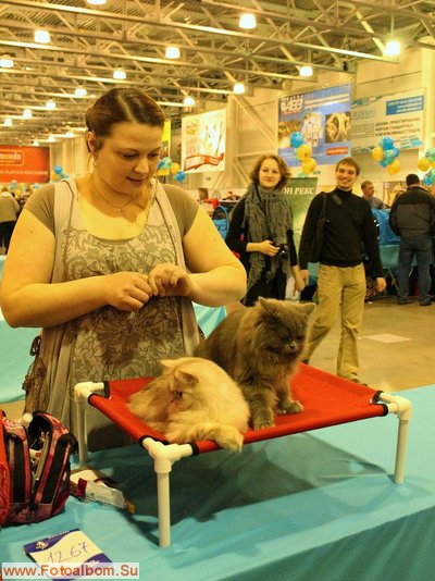 Фоторепортаж з виставки кішок «кетсбург» в Москві, живий світ, фоторепортажі про життя