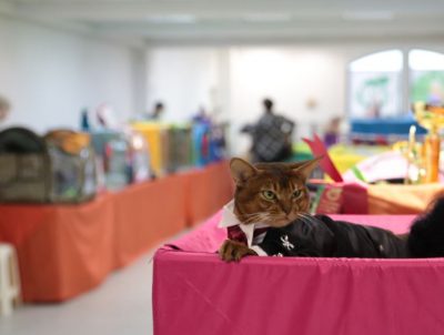 Фоторепортаж з виставки кішок - в очікуванні дива - () - зоотверь - товариський довідково -